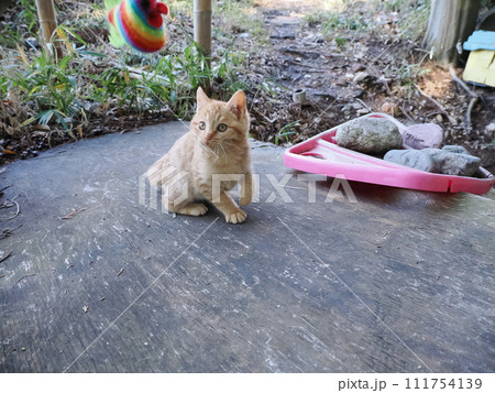 夢中になって遊ぶ可愛い子猫 夢中になって遊ぶ可愛い子猫 111754139