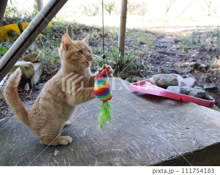 夢中になって遊ぶ可愛い子猫 夢中になって遊ぶ可愛い子猫 111754183