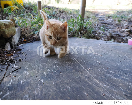 夢中になって遊ぶ可愛い子猫 夢中になって遊ぶ可愛い子猫 111754199