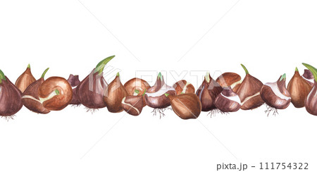 Flower bulbs. Seamless pattern. Botanical ornate with bulbs of tulips, daffodils. Watercolor illustration of spring plants. For the design of books, magazines, booklets, cards and labels. 111754322