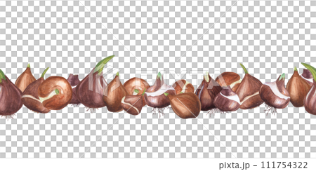 Flower bulbs. Seamless pattern. Botanical ornate with bulbs of tulips, daffodils. Watercolor illustration of spring plants. For the design of books, magazines, booklets, cards and labels. 111754322