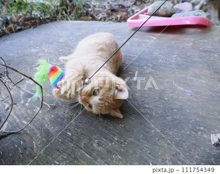 無邪気に遊ぶ可愛い子猫 無邪気に遊ぶ可愛い子猫 111754349
