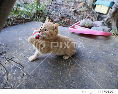 無邪気に遊ぶ可愛い子猫 111754351