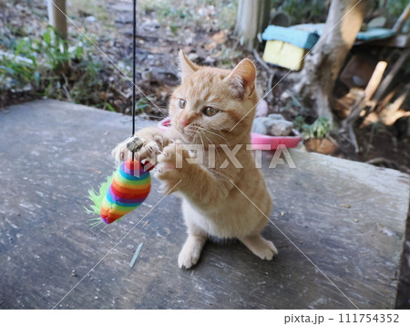 無邪気に遊ぶ可愛い子猫 111754352