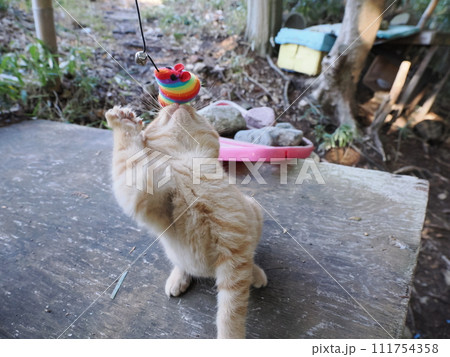 無邪気に遊ぶ可愛い子猫 無邪気に遊ぶ可愛い子猫 111754358