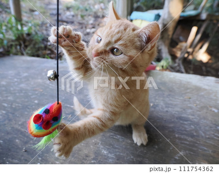 無邪気に遊ぶ可愛い子猫 111754362