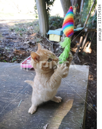 無邪気に遊ぶ可愛い子猫 無邪気に遊ぶ可愛い子猫 111754384