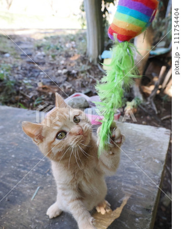 無邪気に遊ぶ可愛い子猫 無邪気に遊ぶ可愛い子猫 111754404