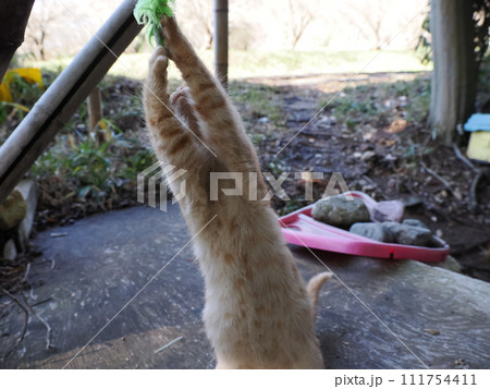 無邪気に遊ぶ可愛い子猫 111754411