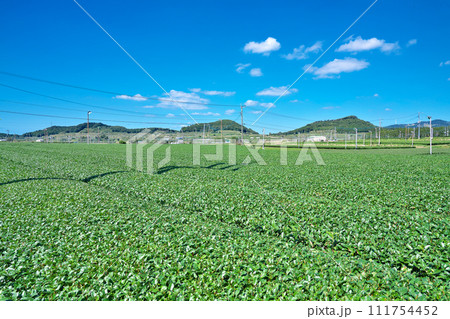【一面に広がる知覧茶のお茶畑】 鹿児島県南九州市頴娃町郡 111754452