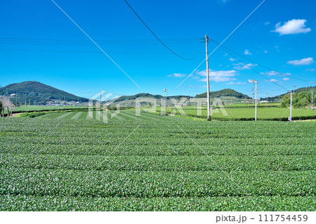 【一面に広がる知覧茶のお茶畑】 鹿児島県南九州市頴娃町郡 【一面に広がる知覧茶のお茶畑】 鹿児島県南九州市頴娃町郡 111754459