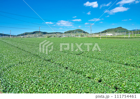 【一面に広がる知覧茶のお茶畑】 鹿児島県南九州市頴娃町郡 【一面に広がる知覧茶のお茶畑】 鹿児島県南九州市頴娃町郡 111754461