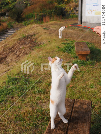 猫じゃらしで遊ぶネコ 猫じゃらしで遊ぶネコ 111754684