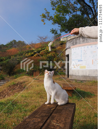 猫じゃらしで遊ぶネコ 111754695
