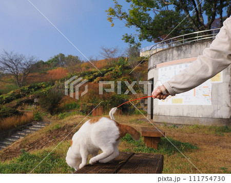 猫じゃらしで遊ぶネコ 111754730