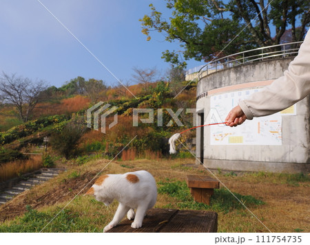 猫じゃらしで遊ぶネコ 猫じゃらしで遊ぶネコ 111754735