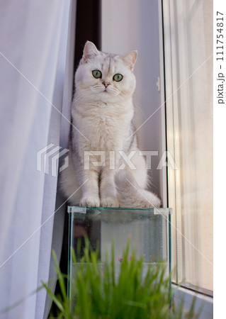 Cute cat sitting on an empty glass aquarium by the window 111754817