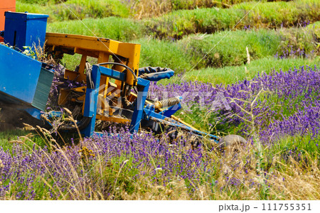 Tractor working on lavender field. Harvest time 111755351