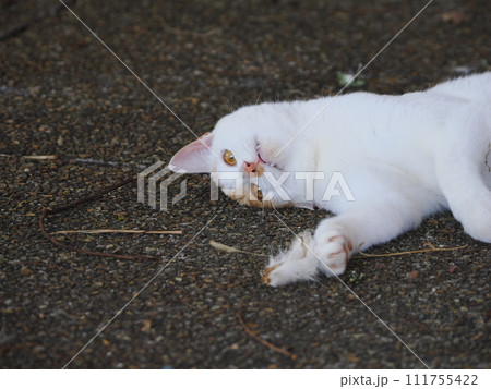 壊れた猫じゃらしで遊ぶネコの可愛い表情 壊れた猫じゃらしで遊ぶネコの可愛い表情 111755422