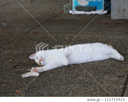 壊れた猫じゃらしで遊ぶネコの可愛い表情 壊れた猫じゃらしで遊ぶネコの可愛い表情 111755423