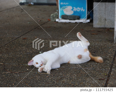 壊れた猫じゃらしで遊ぶネコの可愛い表情 壊れた猫じゃらしで遊ぶネコの可愛い表情 111755425