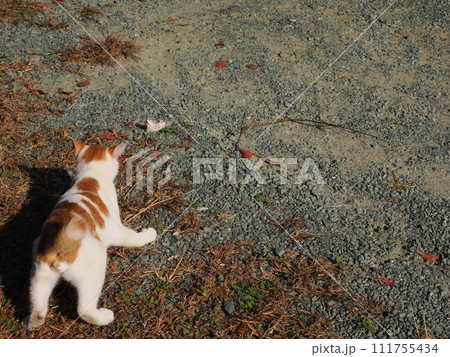 壊れた猫じゃらしで遊ぶネコの可愛い表情 111755434