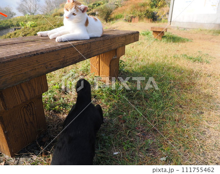 壊れた猫じゃらしで遊ぶネコの可愛い表情 111755462