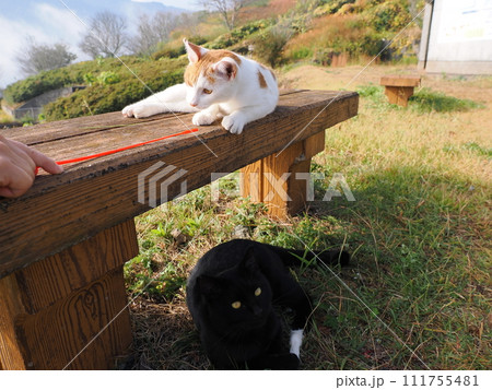 壊れた猫じゃらしで遊ぶネコの可愛い表情 壊れた猫じゃらしで遊ぶネコの可愛い表情 111755481