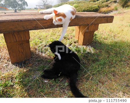 壊れた猫じゃらしで遊ぶネコの可愛い表情 111755490