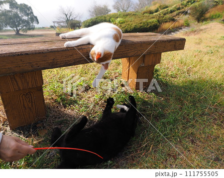 壊れた猫じゃらしで遊ぶネコの可愛い表情 壊れた猫じゃらしで遊ぶネコの可愛い表情 111755505