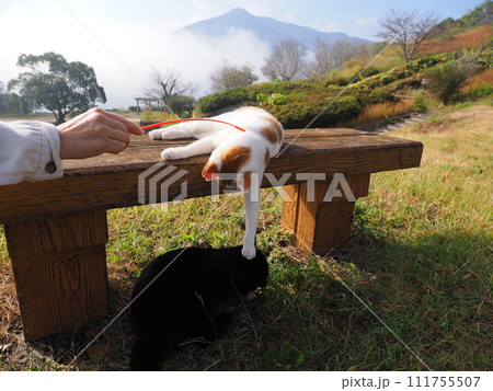 壊れた猫じゃらしで遊ぶネコの可愛い表情 壊れた猫じゃらしで遊ぶネコの可愛い表情 111755507