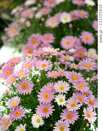 ピンクのマーガレット 111755919