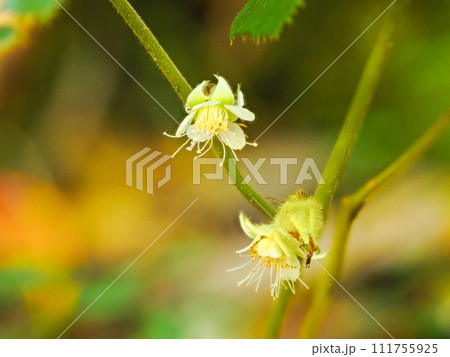 キイチゴの花 111755925