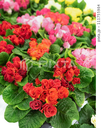 プリムラ・ジュリアンの花苗 プリムラ・ジュリアンの花苗 111755984