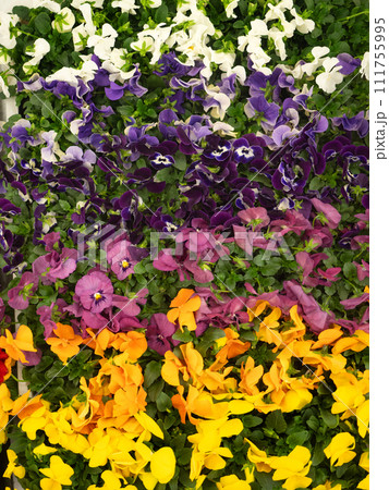 ビオラの花苗 ビオラの花苗 111755995