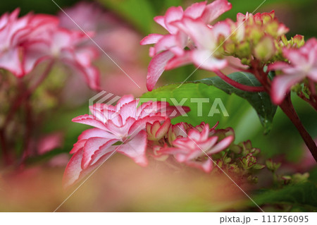 lower village花夢の里のピンクの紫陽花の花 lower village花夢の里のピンクの紫陽花の花 111756095