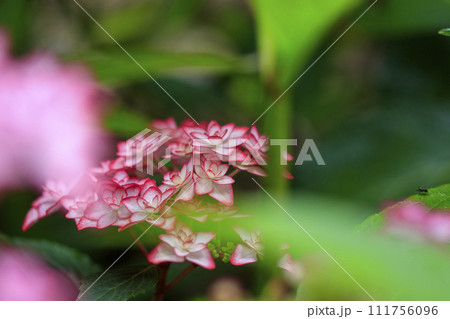 lower village花夢の里のピンクの紫陽花の花 lower village花夢の里のピンクの紫陽花の花 111756096