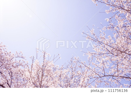 青空に映える満開の桜 青空に映える満開の桜 111756136