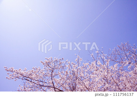 青空に映える満開の桜 青空に映える満開の桜 111756137