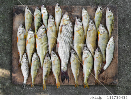 a beautiful catch of fish laid out by a fisherman on a board a beautiful catch of fish laid out by a fisherman on a board 111756452