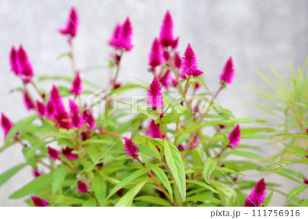 ノゲイトウの花 111756916