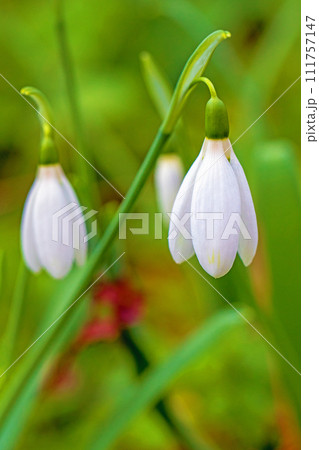 家の周りの草花 四季の色々 早春の白い妖精 白い水仙の花が咲きました 家の周りの草花 四季の色々 早春の白い妖精 白い水仙の花が咲きました 111757147