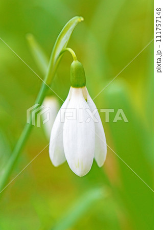 家の周りの草花 四季の色々 早春の白い妖精 白い水仙の花が咲きました 家の周りの草花 四季の色々 早春の白い妖精 白い水仙の花が咲きました 111757148
