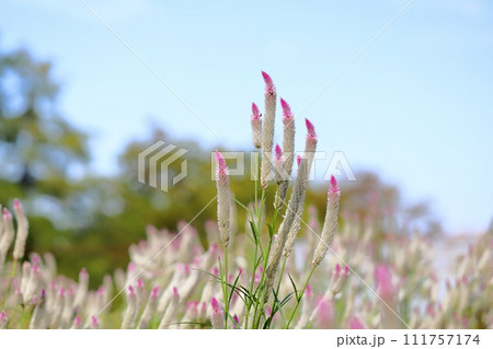 ノゲイトウの花 ノゲイトウの花 111757174
