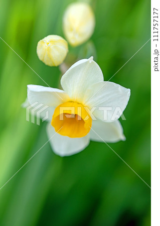 家の周りの草花　四季の色々　早春の白い妖精　白い水仙の花が咲きました 111757177