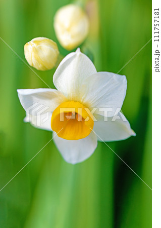 家の周りの草花　四季の色々　早春の白い妖精　白い水仙の花が咲きました 111757181