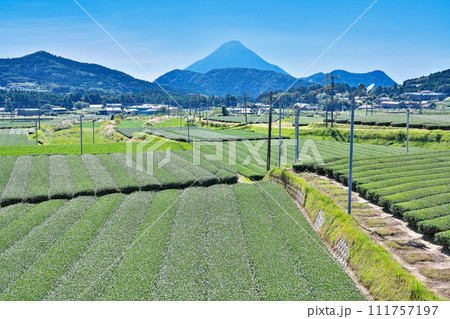 【一面に広がる知覧茶のお茶畑】 鹿児島県南九州市頴娃町郡 111757197