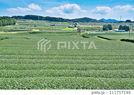 【一面に広がる知覧茶のお茶畑】 鹿児島県南九州市頴娃町郡 111757198