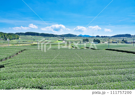 【一面に広がる知覧茶のお茶畑】 鹿児島県南九州市頴娃町郡 【一面に広がる知覧茶のお茶畑】 鹿児島県南九州市頴娃町郡 111757200