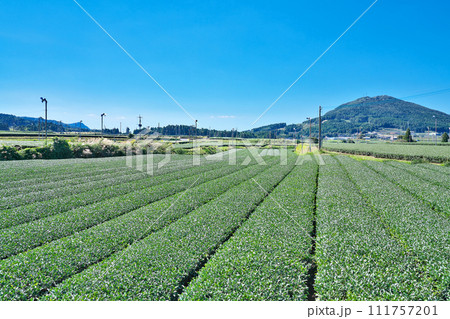 【一面に広がる知覧茶のお茶畑】 鹿児島県南九州市頴娃町郡 111757201